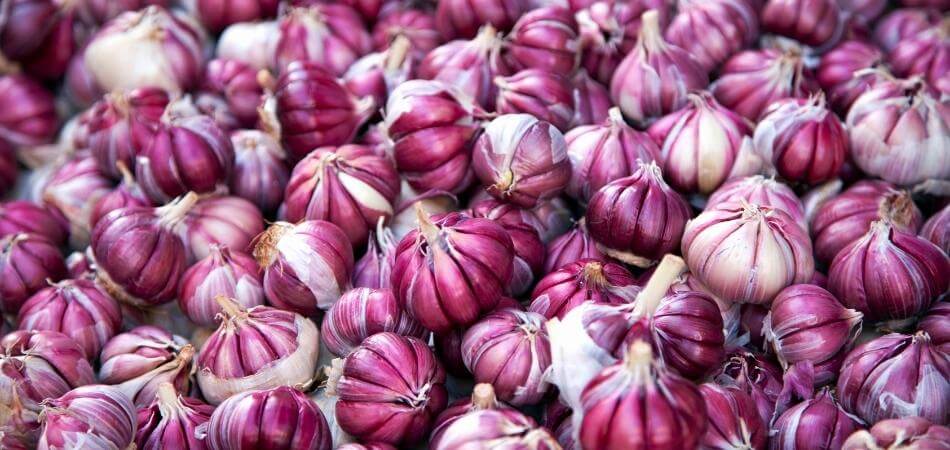 Top 8 health benefits of garlic